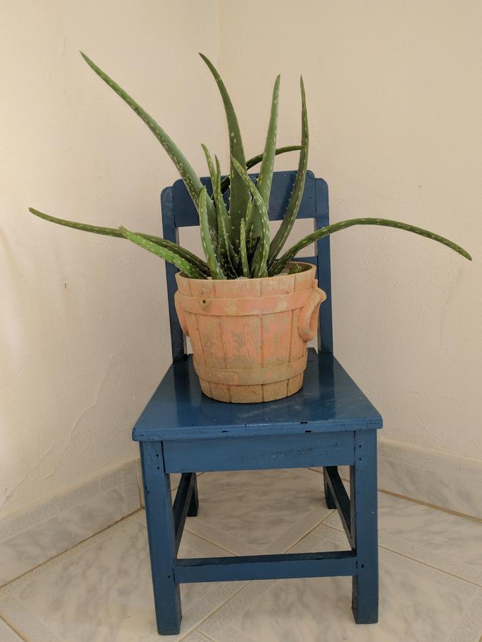 Hipocampo Azul 3*