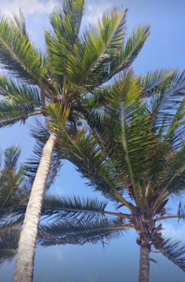 Hipocampo Azul San Andrés